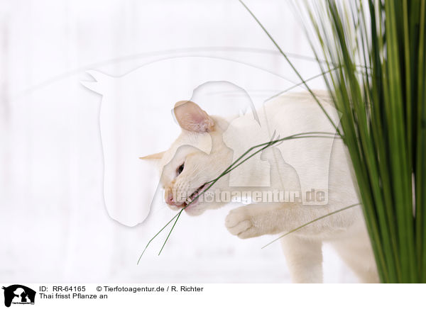Thai frisst Pflanze an / Thai eats house plant / RR-64165
