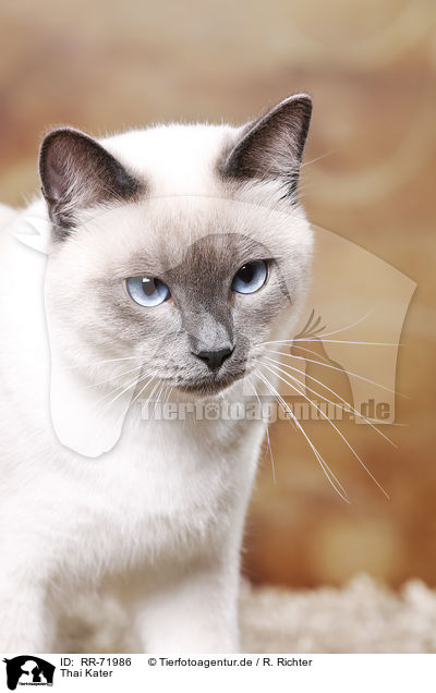 Thai Kater / RR-71986