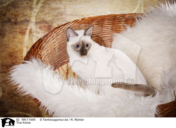 Thai Katze / RR-71999