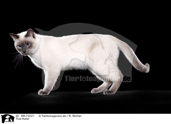 Thai Kater / RR-72021