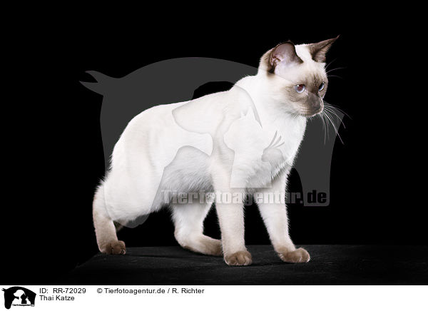 Thai Katze / RR-72029
