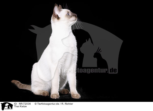 Thai Katze / RR-72036