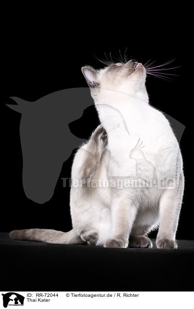 Thai Kater / RR-72044