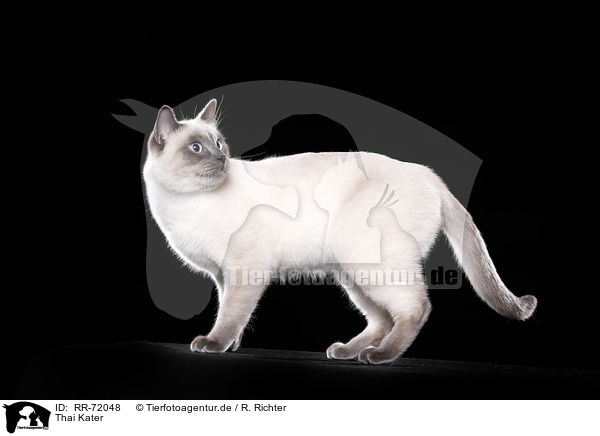 Thai Kater / RR-72048