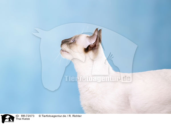 Thai Katze / RR-72073