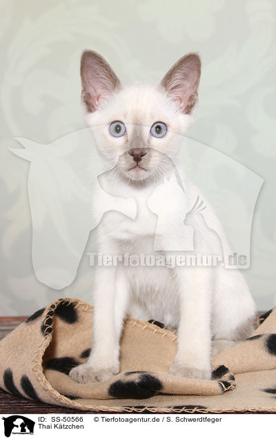 Thai Ktzchen / Thai Kitten / SS-50566