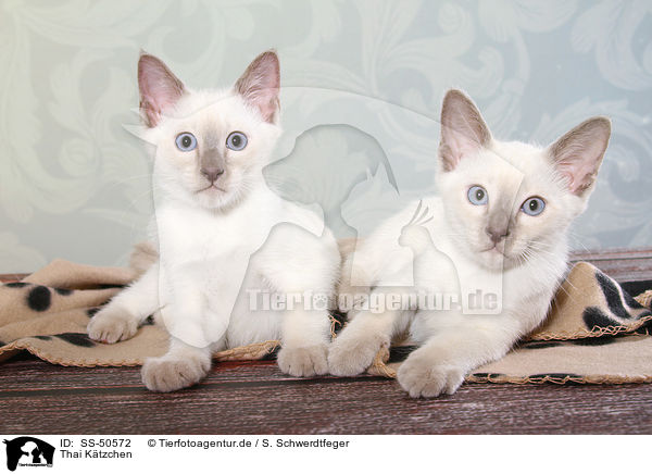 Thai Ktzchen / Thai Kitten / SS-50572