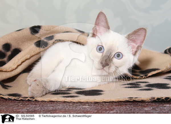 Thai Ktzchen / Thai Kitten / SS-50585