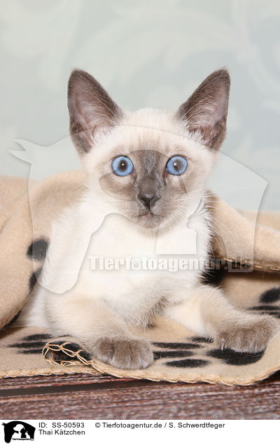 Thai Ktzchen / Thai Kitten / SS-50593
