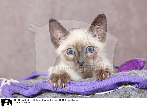 Thai Ktzchen / Thai Kitten / SS-50602
