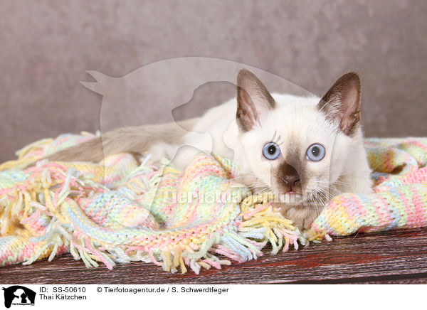 Thai Ktzchen / Thai Kitten / SS-50610
