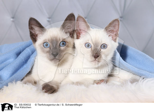 Thai K�tzchen / Thai Kitten / SS-50632