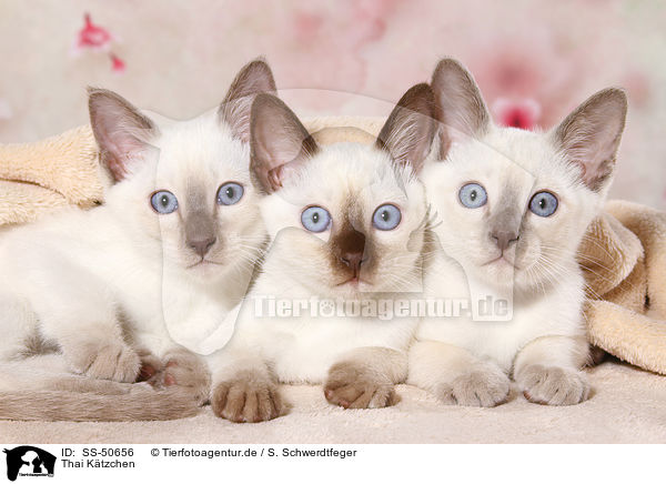 Thai Ktzchen / Thai Kitten / SS-50656
