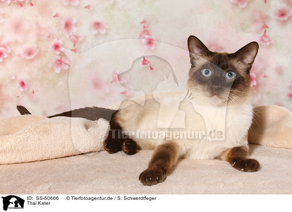Thai Kater / SS-50666