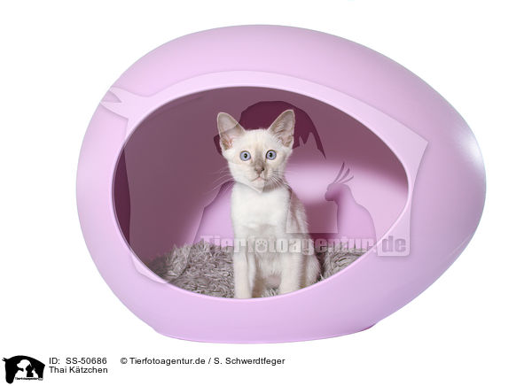 Thai Ktzchen / Thai Kitten / SS-50686