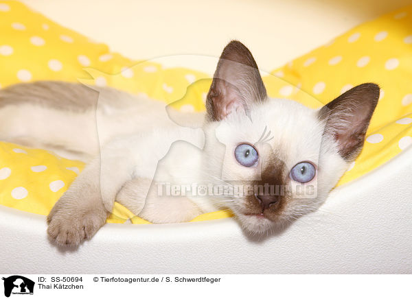 Thai Ktzchen / Thai Kitten / SS-50694