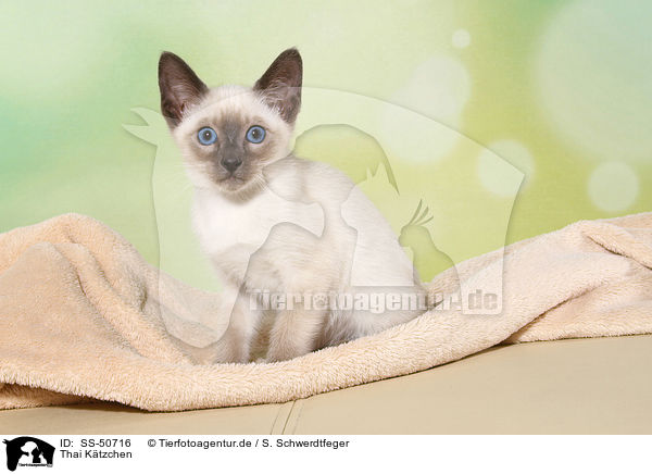 Thai Ktzchen / Thai Kitten / SS-50716