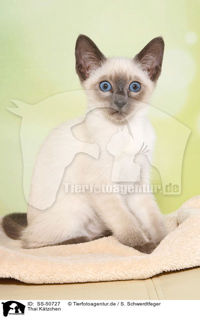 Thai Ktzchen / Thai Kitten / SS-50727