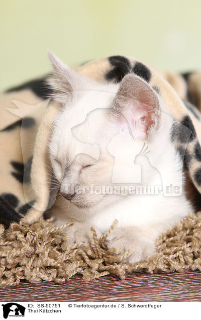 Thai Ktzchen / Thai Kitten / SS-50751