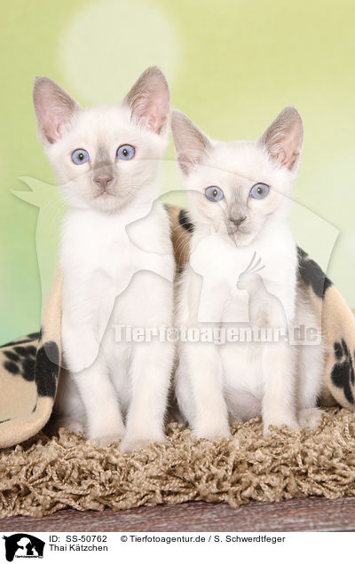 Thai Ktzchen / Thai Kitten / SS-50762