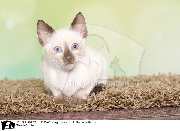 Thai Ktzchen / Thai Kitten / SS-50767