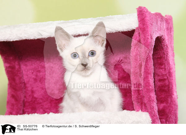 Thai Ktzchen / Thai Kitten / SS-50776