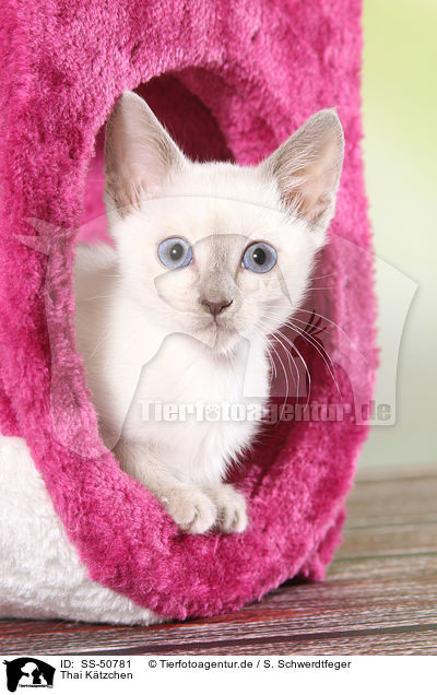 Thai Ktzchen / Thai Kitten / SS-50781