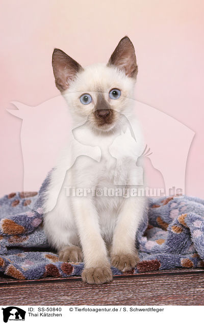 Thai Ktzchen / Thai Kitten / SS-50840