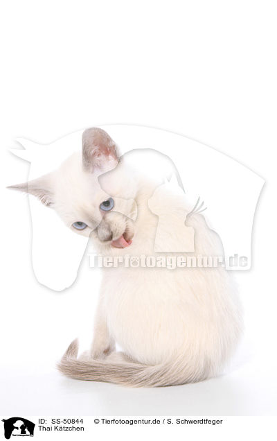 Thai Ktzchen / Thai Kitten / SS-50844