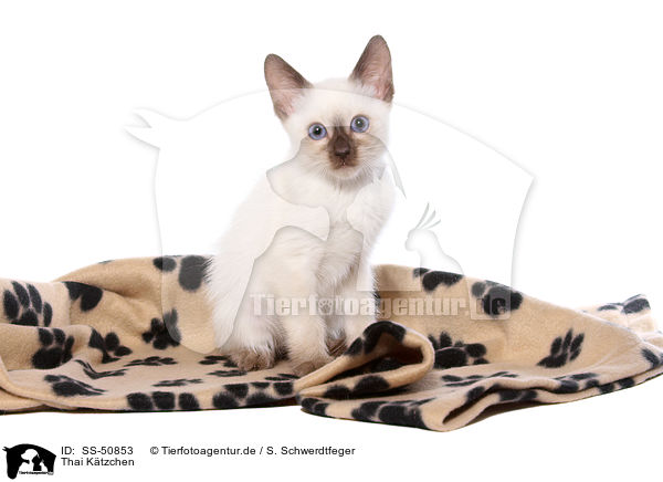 Thai Ktzchen / Thai Kitten / SS-50853