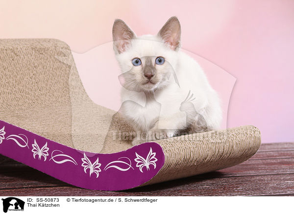 Thai Ktzchen / Thai Kitten / SS-50873