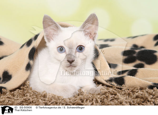 Thai Ktzchen / Thai Kitten / SS-50906