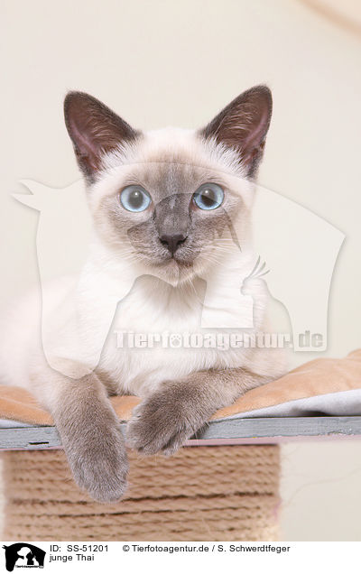 junge Thai / SS-51201