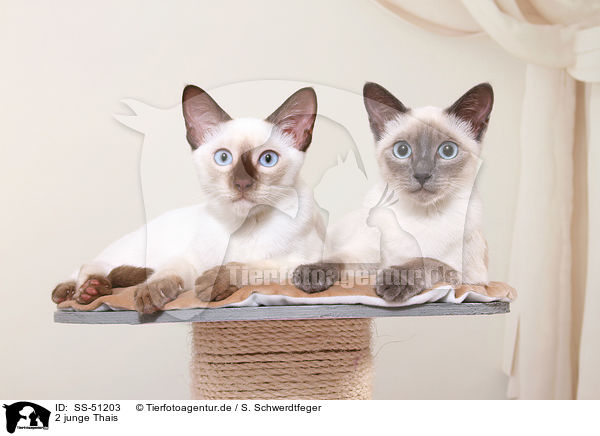 2 junge Thais / 2 young Thais / SS-51203