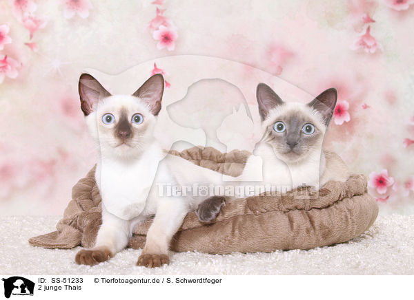2 junge Thais / SS-51233