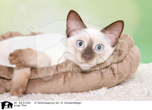 junge Thai / SS-51240
