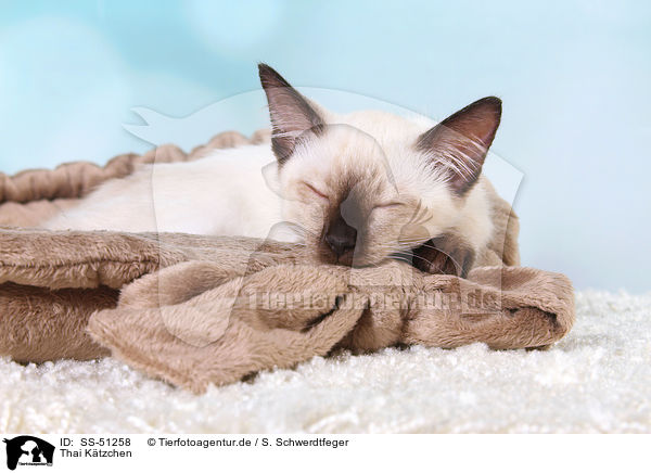 Thai Ktzchen / Thai Kitten / SS-51258