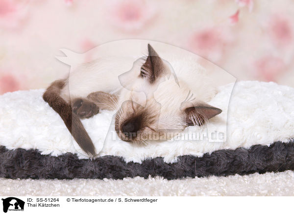 Thai Ktzchen / Thai Kitten / SS-51264