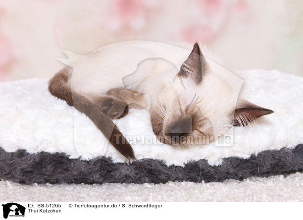Thai Ktzchen / Thai Kitten / SS-51265