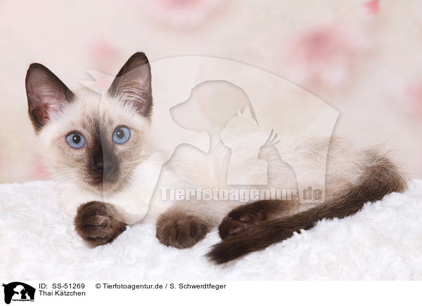 Thai Ktzchen / Thai Kitten / SS-51269