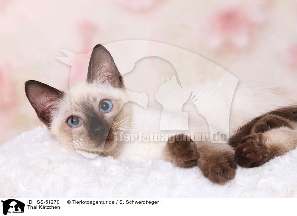 Thai Ktzchen / Thai Kitten / SS-51270