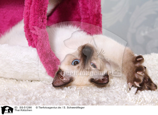 Thai Ktzchen / Thai Kitten / SS-51286