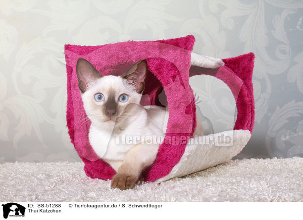 Thai Ktzchen / SS-51288