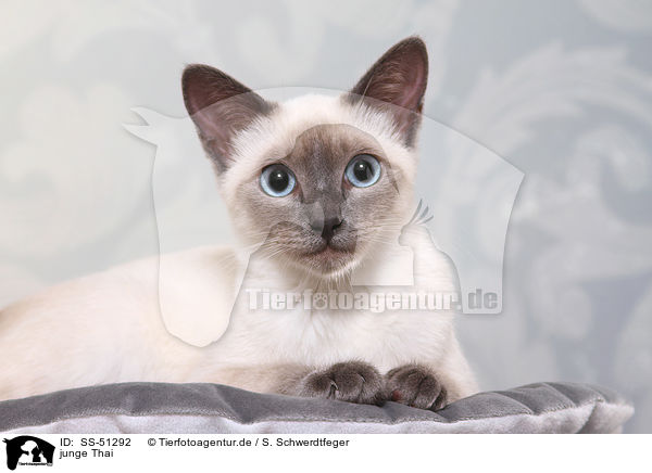 junge Thai / SS-51292