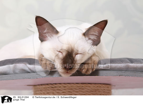 junge Thai / SS-51294