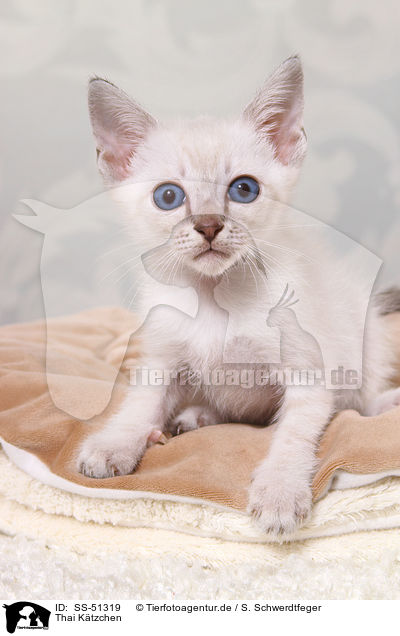 Thai Ktzchen / Thai Kitten / SS-51319