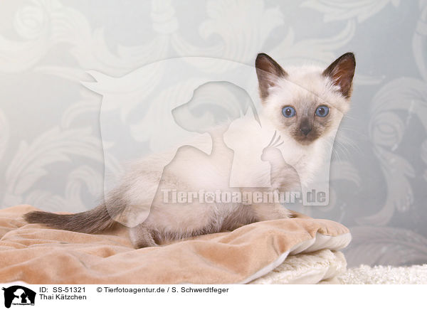 Thai Ktzchen / Thai Kitten / SS-51321