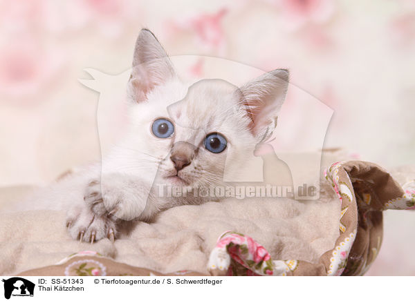 Thai Ktzchen / SS-51343