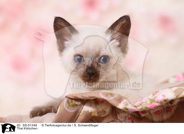Thai Ktzchen / Thai Kitten / SS-51348