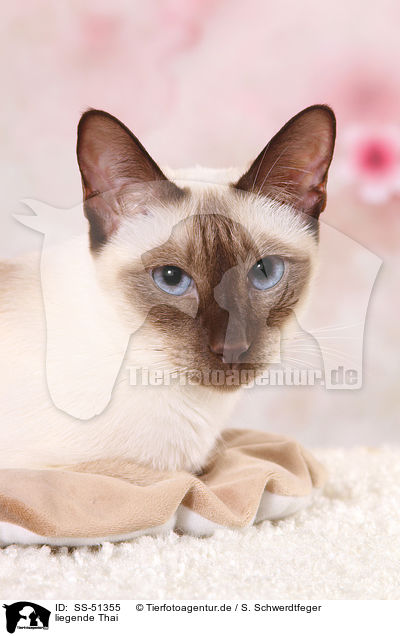 liegende Thai / lying Thai / SS-51355